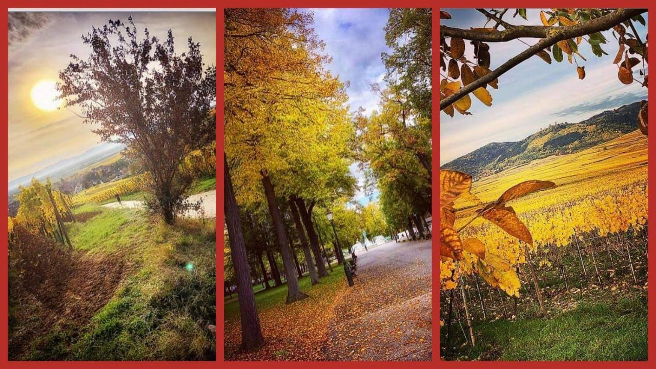 N¨°1 Schongauer Gite De Charme Centre Touristique กอลมาร์ ภายนอก รูปภาพ